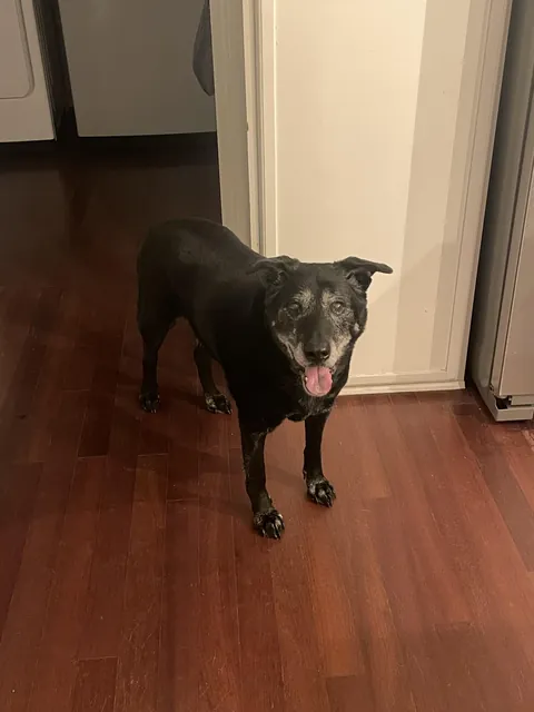 For just $1 a day, you can sponsor Otis, who received dinner 30 minutes ago but has never been fed a day in his life