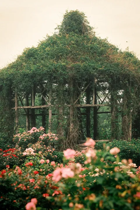 Rose Season in New England 🥀🌹