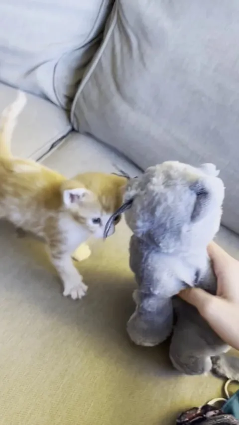 Felt bad my solo foster didn’t have a friend, so I gave them one of my stuffed cats and…