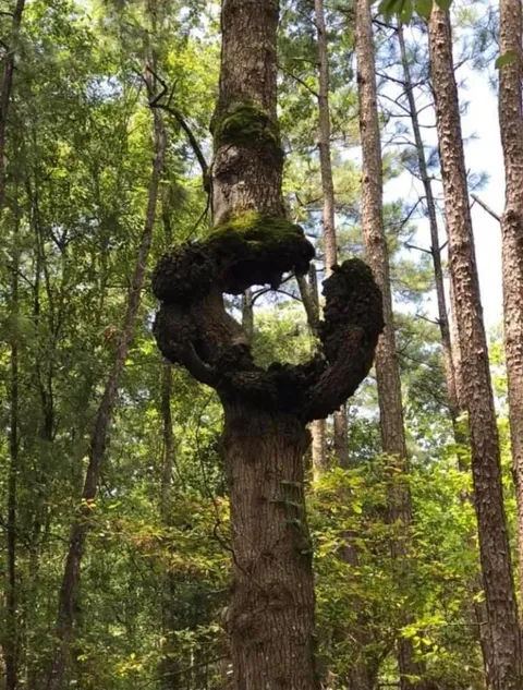 This tree on someone’s property has a story to tell.