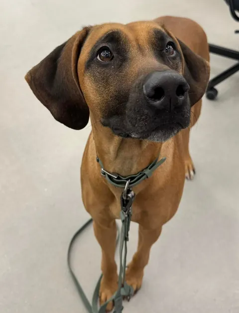 My office has an open dog policy