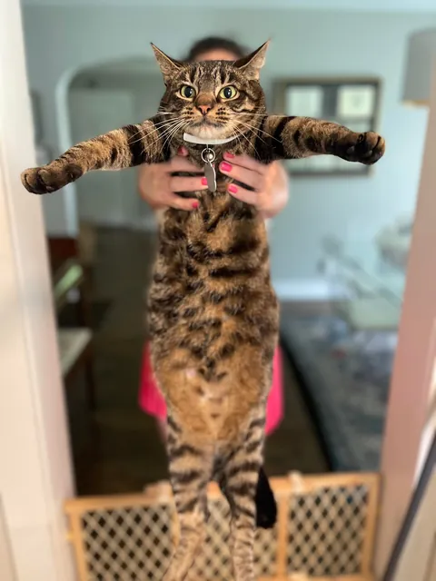 please be honest is my cat fat?