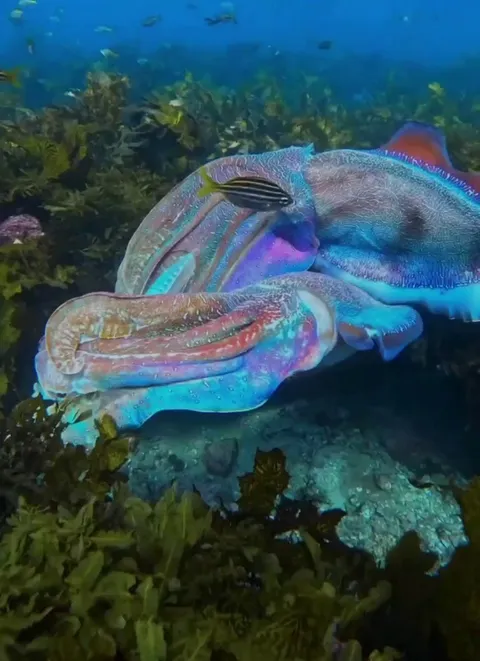 🔥Australian giant cuttlefish are a living kaleidoscope of color