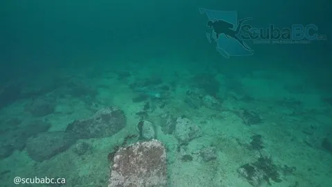 🔥 Large Male Wolf Eel on Patrol - Rare to Catch Them Out Like This! [OC]