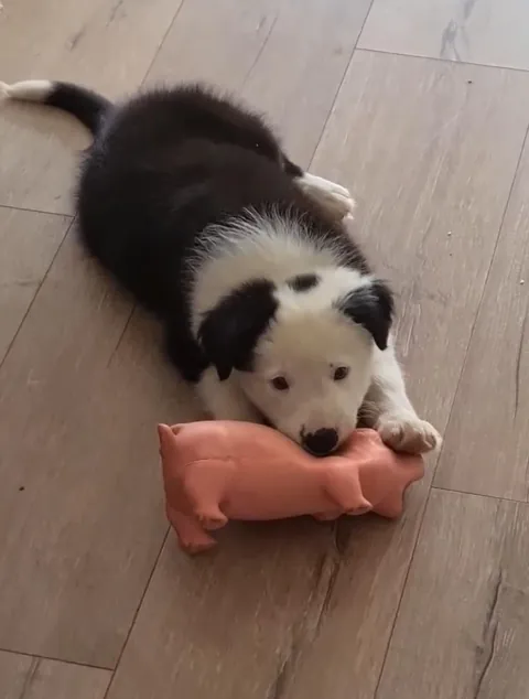 My cute dog shanty as a puppy and the second pic is now