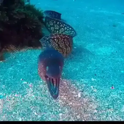 🔥That's a Moray🔥