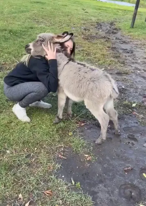 This baby donkey is all about the cuddles 🐴