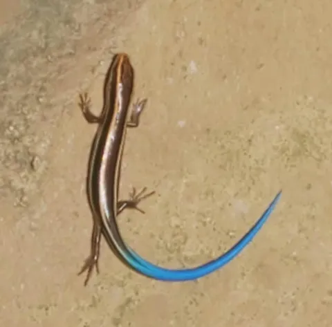 Out of all the blooms and colors, this little guy stole the whole garden show