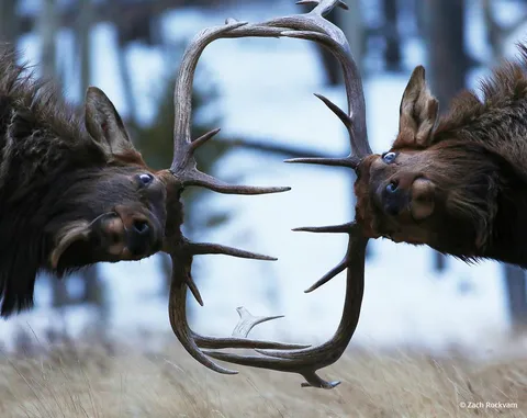 🔥 These elk fighting for dominance 🔥