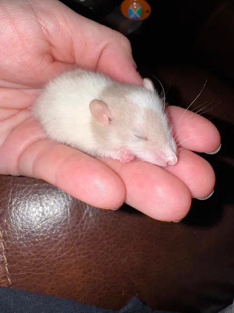 Herbie is a big boy now 🥹