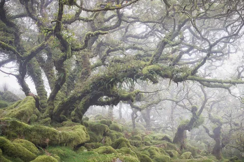 Everyone compares this place to Fangorn from LOTR. I can see why... Dartmoor National Park, England! [OC] [1620x1080]