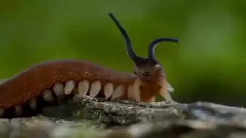 🔥 Velvet worm hunting a cockroach