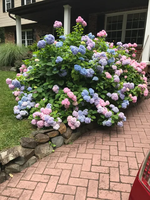 My grammy's stunning hydrangea bush she's so proud of