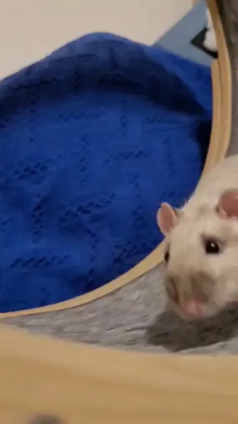 Rat on da wheel