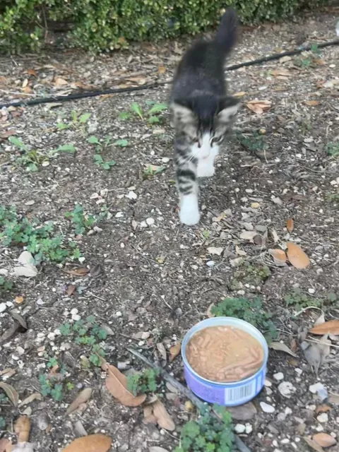 Cat distribution system got me 🖤