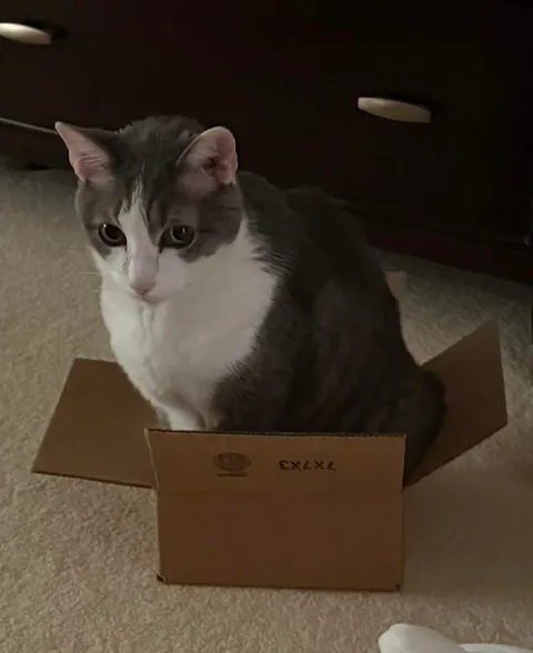 We know they’re obsessed with them, so show me your cats in boxes!