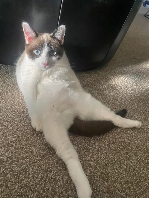 Drop your cats in their silliest positions !!!!