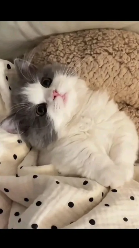 she's feeling comfy ..