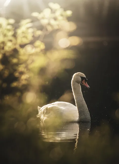 Thoughts on general composition+Editing?