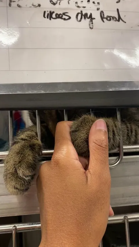 Spinach the shelter cat doesn’t want me to leave ♥️