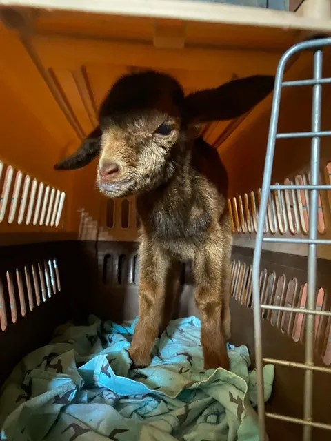 my dad’s goat just gave birth and he sent me this photo saying he brought his kid to work (he works at a hospital) 😂