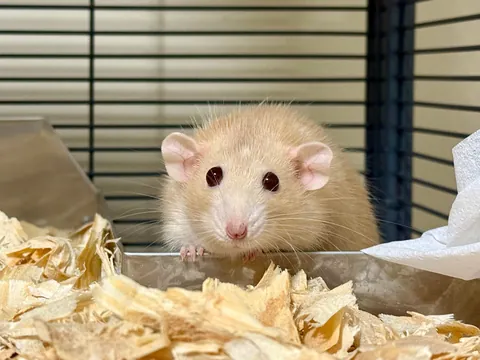 In Loving Memory of Naga 💔