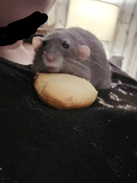Jimily Stole another cookie!!!