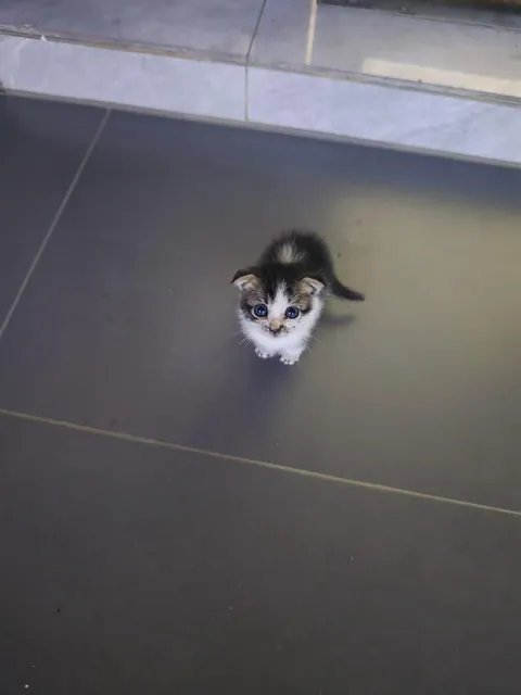 I met a cute little guy