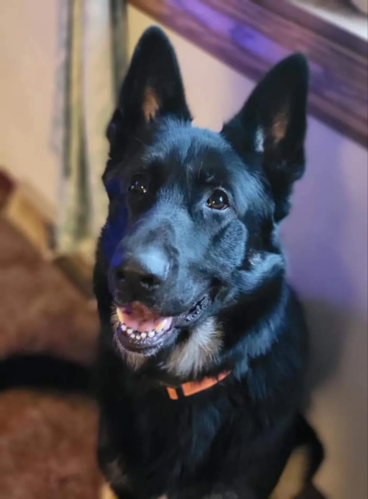 When my dog passed away I made his grave a flower bed and grew wild flowers cause he loved butterflys.