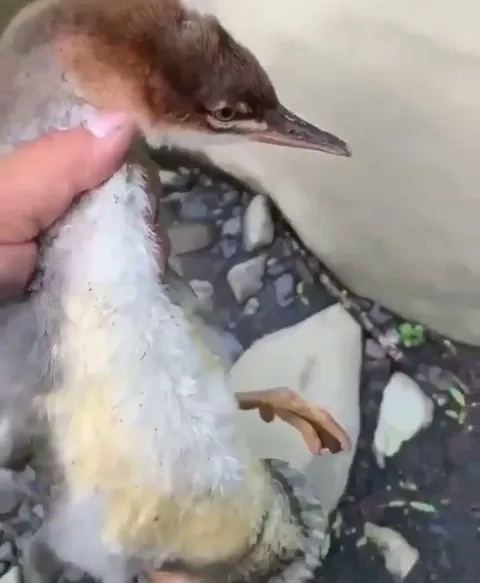 A merganser running on water