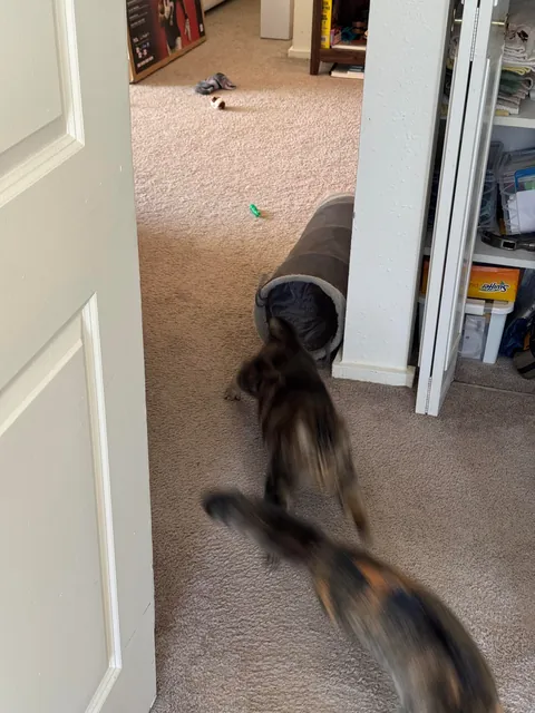 Got my boy a little sister. I think they’re happy together ❤️