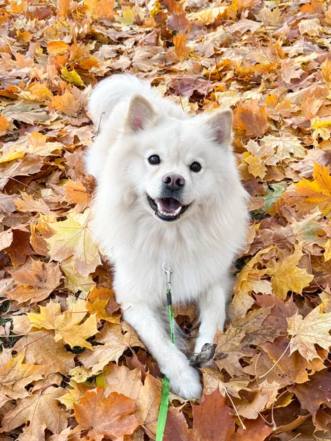 Here’s Väinö. He found a stick. And he’s pretty proud about it.