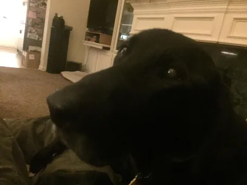 His name is Woodrow. He’s 14 and very ill, Wednesday is his last day, but he’ll always be a good Doggo. He loves to sit by the fire and on the couch.