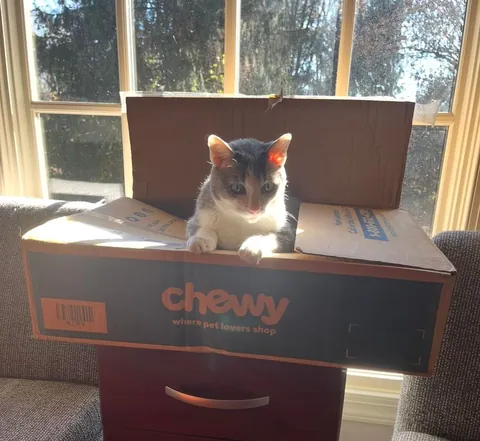 We know they’re obsessed with them, so show me your cats in boxes!