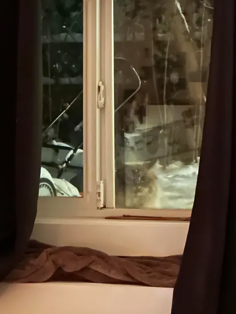 How to ask owners if I can adopt their cat