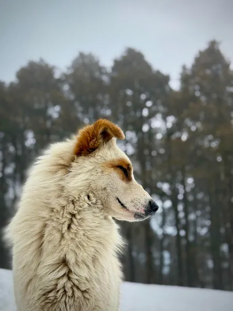 Rare mountain pupper