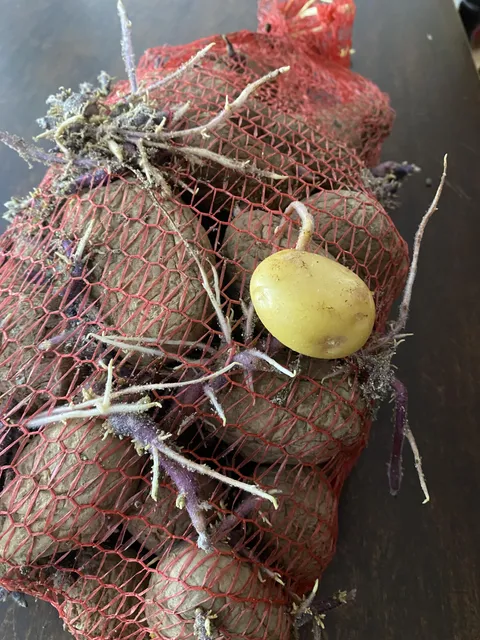 potato growing out of a Potato!