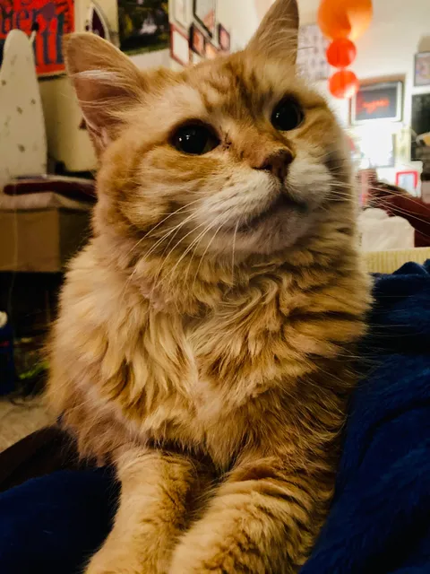 My sweetie just died from a vicious raccoon attack. She was 15 and too old to fight back. I hate that she had to die that way.