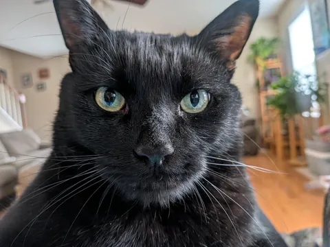 he lays on my chest and stares at me like this. is this normal?