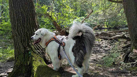 Great Pyranese x Mastiff