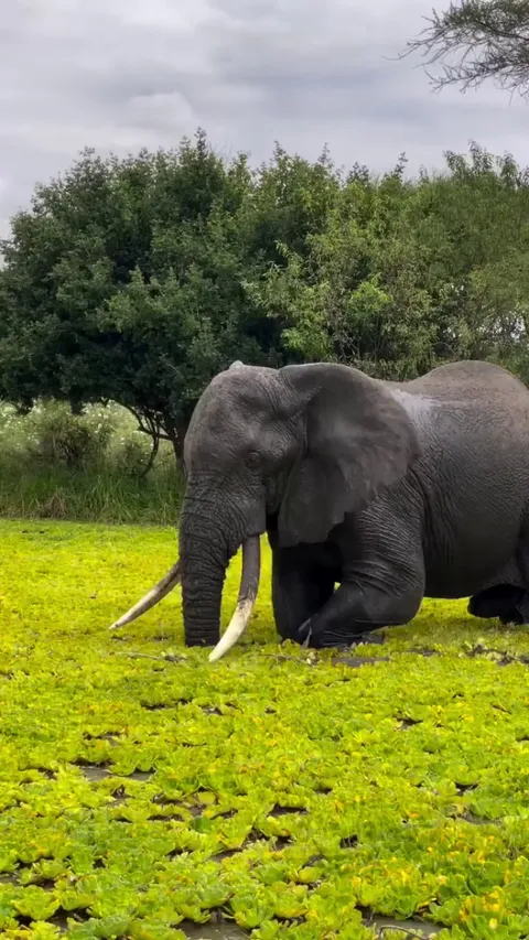 🔥Covering themselves with mud serves several purposes for elephants