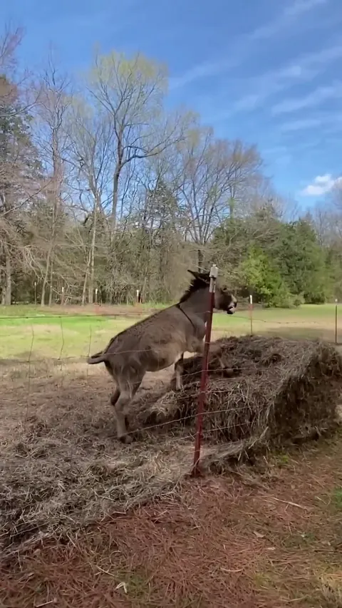 In The Morning, I'm Making Waffles!