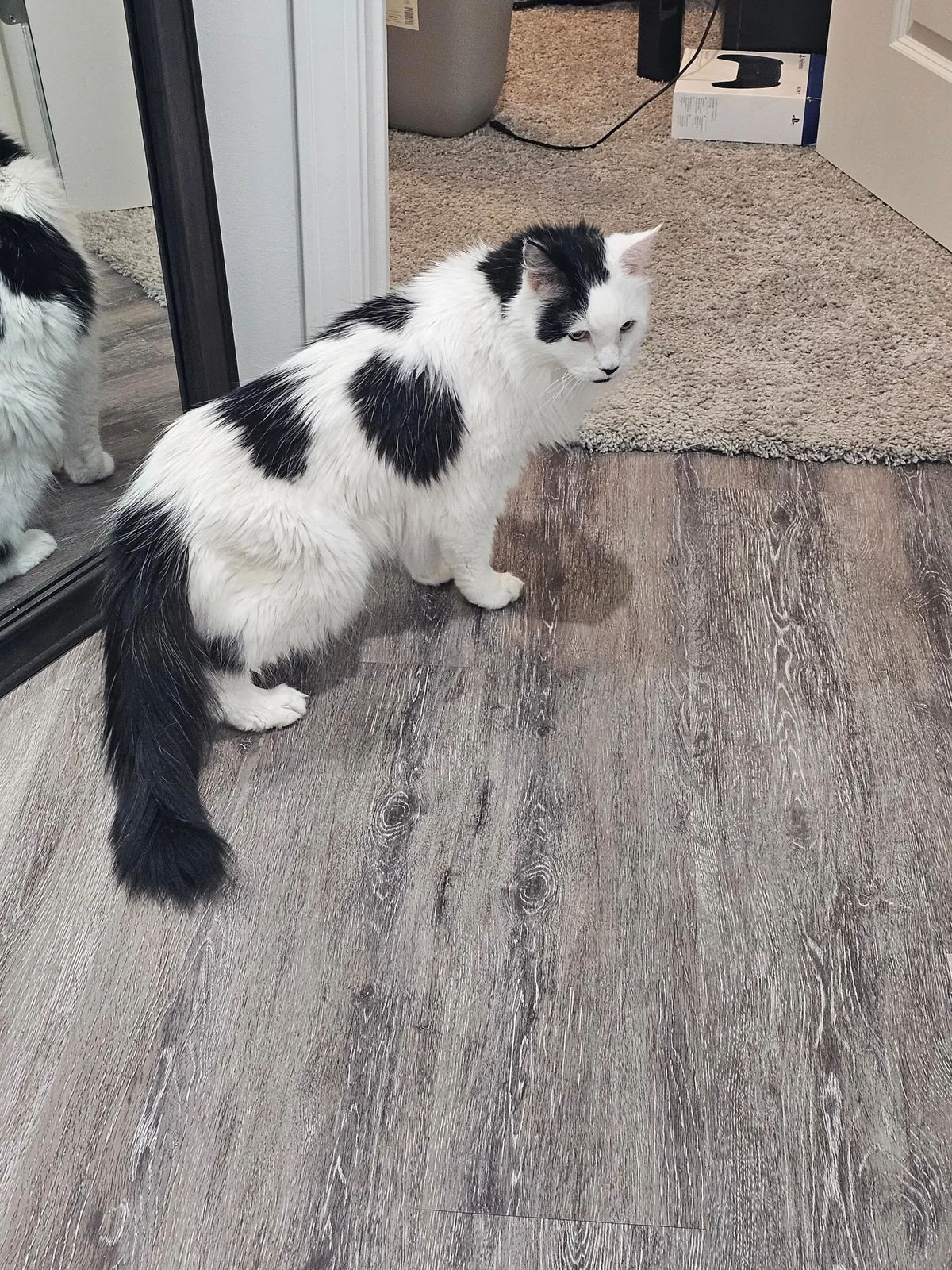 Tomorrow will be Bowies last day. Wish him happy birthday