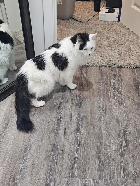 Tomorrow will be Bowies last day. Wish him happy birthday