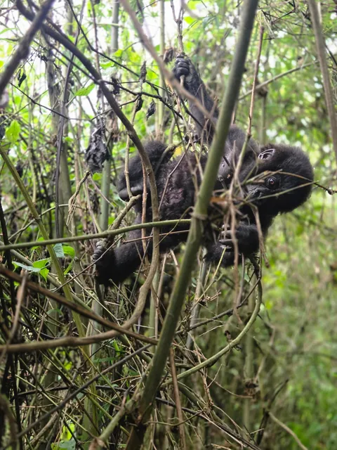 Gorilla trekking in Rwanda is worth a trip!