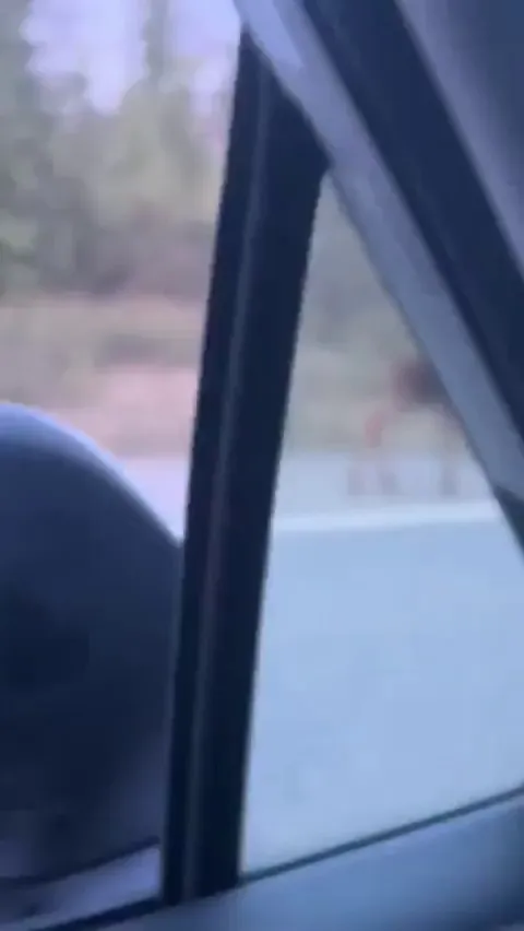 I’ve never seen baby meese before