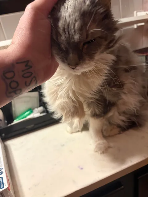 Need advice on rescuing elderly cat from living in a bathroom
