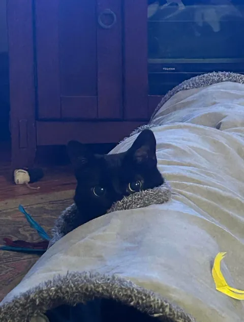 Sonya’s second adoptaversery