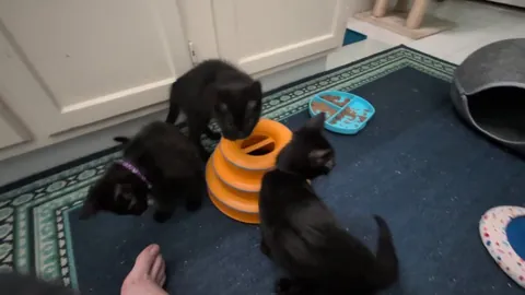 My 3 new fosters - Lestat, Louis, and Armand