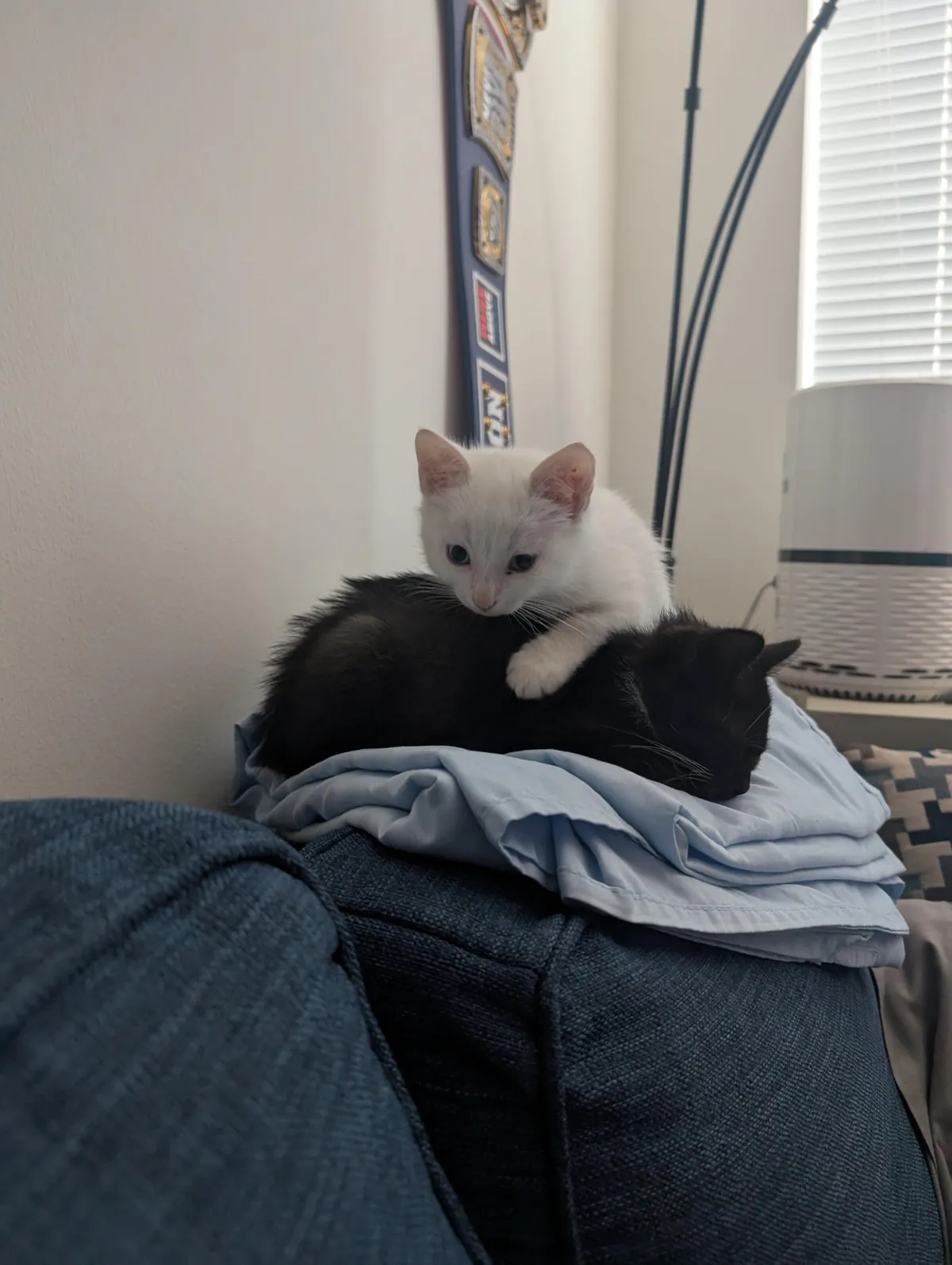 My wife and I adopted these two boyz yesterday and I couldn't be happier